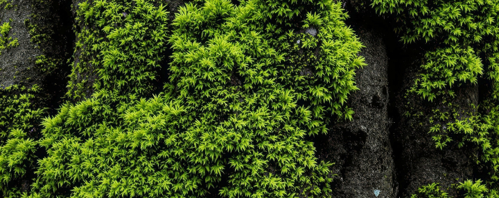 Environment